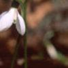 Galanthus nivalis, habit