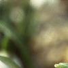 Galanthus nivalis, flowers