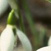 Galanthus nivalis, flowers