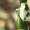 Galanthus nivalis, flowers