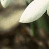 Galanthus nivalis, flowers