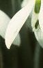 Galanthus nivalis, flowers
