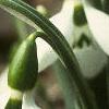 Galanthus nivalis, flowers
