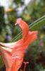 Hippaestrum 'Rilona Peach', flowers