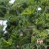 Hippaestrum 'Rilona Peach', flowers