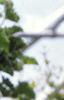 Hippaestrum 'Rilona Peach', flowers