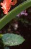 Hippaestrum 'Rilona Peach', flowers
