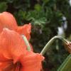 Hippaestrum 'Rilona Peach', flowers