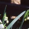 Leucojum aestivum, habit
