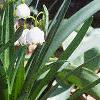 Leucojum aestivum, habit