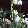 Leucojum aestivum, habit