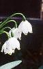 Leucojum aestivum, habit