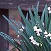 Leucojum aestivum, habit