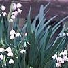 Leucojum aestivum, habit