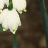Leucojum aestivum, flowers
