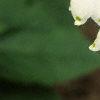 Leucojum aestivum, flowers