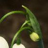 Leucojum aestivum, flowers