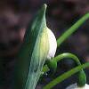 Leucojum aestivum, flowers