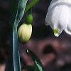 Leucojum aestivum, flowers