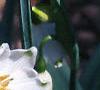 Leucojum aestivum, flowers