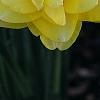 Narcissus 'Blitz', habit