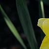 Narcissus 'Blitz', habit