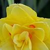 Narcissus 'Blitz', habit