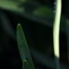 Narcissus 'Blitz', habit