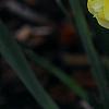 Narcissus 'Blitz', habit