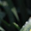 Narcissus 'Blitz', flowers