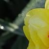 Narcissus 'Blitz', flowers