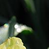 Narcissus 'Blitz', flowers