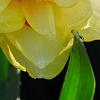 Narcissus 'Blitz', flowers