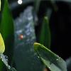 Narcissus 'Blitz', flowers