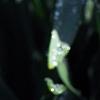 Narcissus 'Blitz', flowers