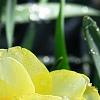 Narcissus 'Blitz', flowers