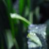 Narcissus 'Blitz', flowers