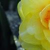Narcissus 'Blitz', flowers