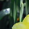 Narcissus 'Blitz', flowers