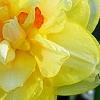 Narcissus 'Blitz', flowers