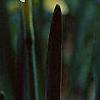 Narcissus 'Bell Song', flowers