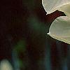 Narcissus 'Bell Song', flowers