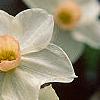 Narcissus 'Bell Song', flowers