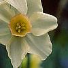 Narcissus 'Bell Song', flowers
