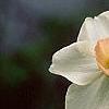 Narcissus 'Bell Song', flowers