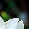 Narcissus 'Dress Circle', flowers