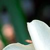 Narcissus 'Dress Circle', flowers