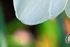 Narcissus 'Dress Circle', flowers