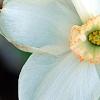Narcissus 'Dress Circle', flowers