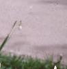 Narcissus 'Geranium', habit